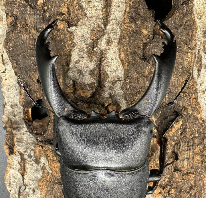 【WD】大型《ネバービスカヤヒラタ（カヤパヒラタ） 83mm ペア》