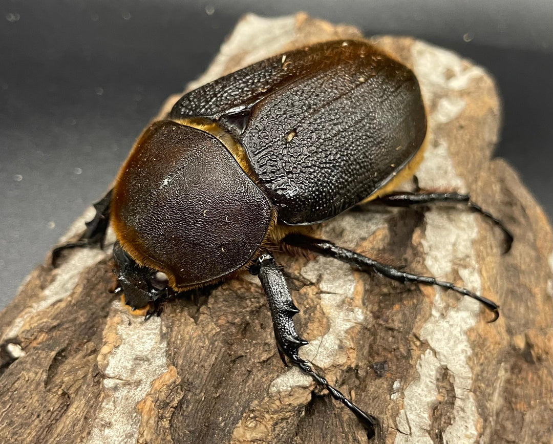 《ヘラクレス・ヘラクレス 143mm ペア》KING HERCULES氏ブリード個体