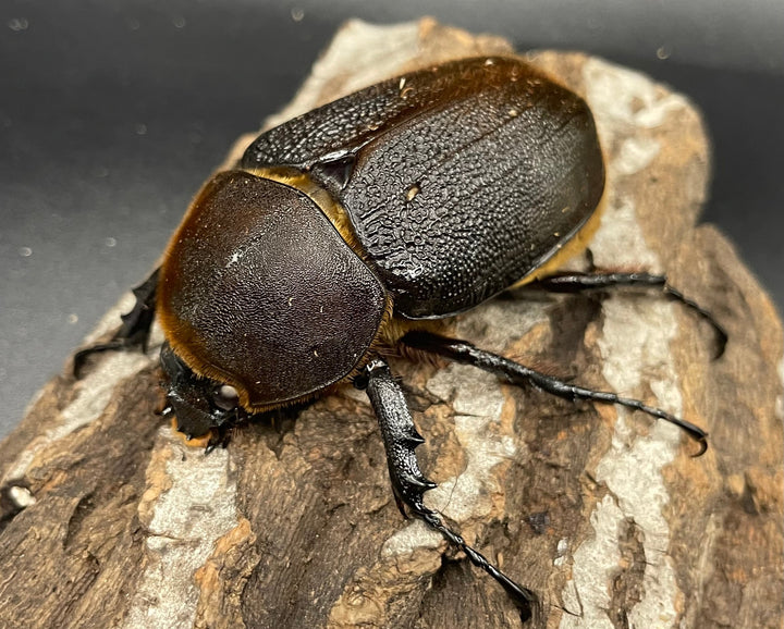 《ヘラクレス・ヘラクレス 143mm ペア》KING HERCULES氏ブリード個体