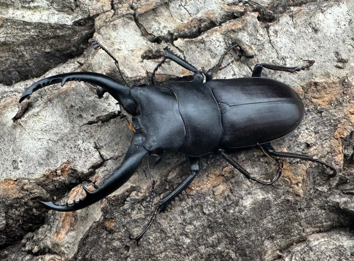 【WD】《グラキリスノコギリヒラタクワガタ 47.5mm ペア》