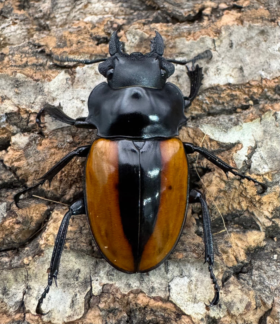 【WD】《ボーレンホーベンツヤクワガタ 72mm ペア》