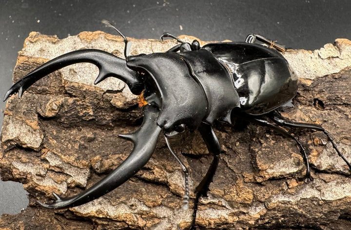 【WD】《インターメディアツヤクワガタ 89mm ペア》