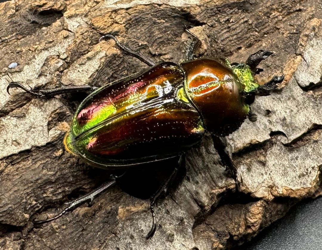 《ニジイロクワガタ 58mm ペア》