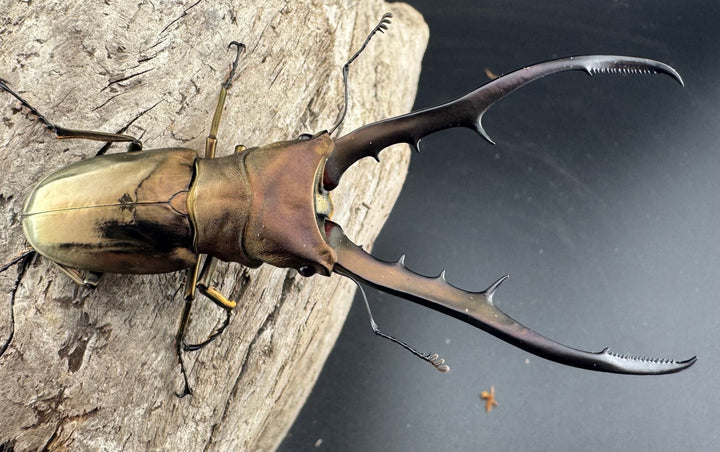 【WD】《メタリフェルホソアカ亜種finae 85mm ペア》