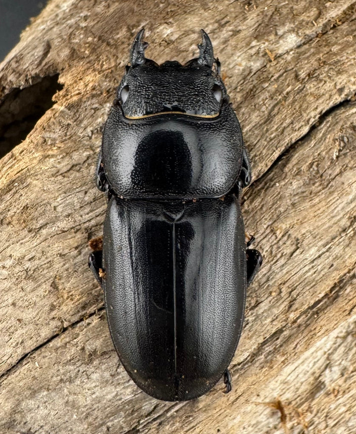 【WD】《マリンドッケヒラタ 76.5mm ペア》