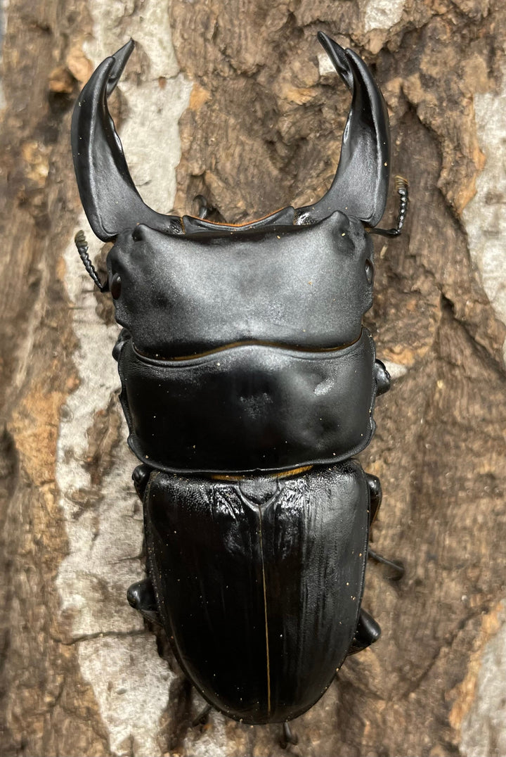 《ホペイオオクワガタ HG血統 75mm ペア》