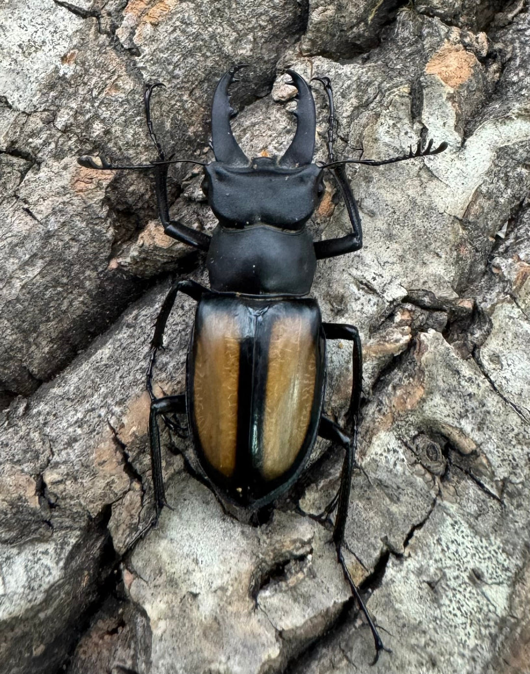 【WD】《パリーミヤマクワガタ 34mm ペア》