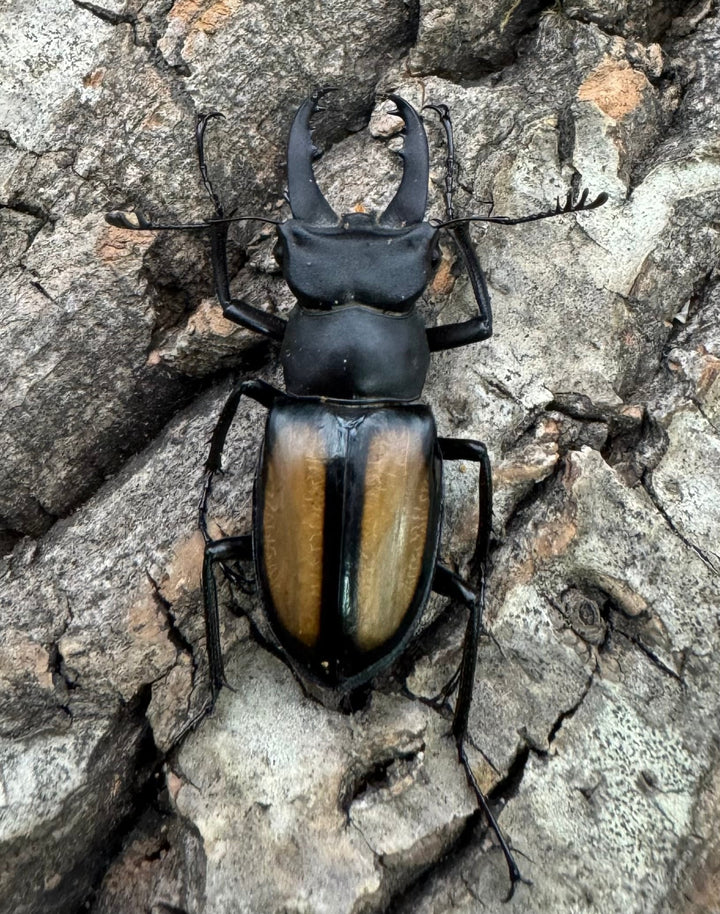 【WD】《パリーミヤマクワガタ 34mm ペア》