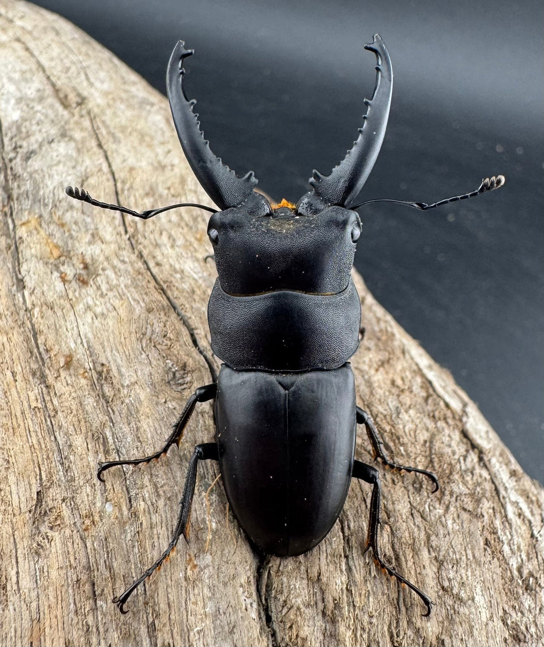 【WD】《トンキンノコギリヒラタクワガタ ベトナム産 47.5mm ペア》