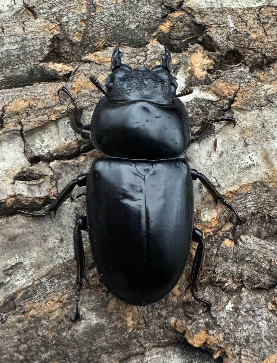 《インドアンタエウス タイガーヒル産 72.5mm ペア》