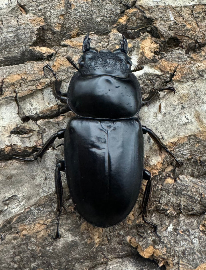 《インドアンタエウス タイガーヒル産 72.5mm ペア》