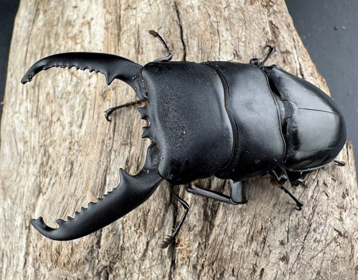 【WF1】《パラワンオオヒラタクワガタ 76mm ペア》