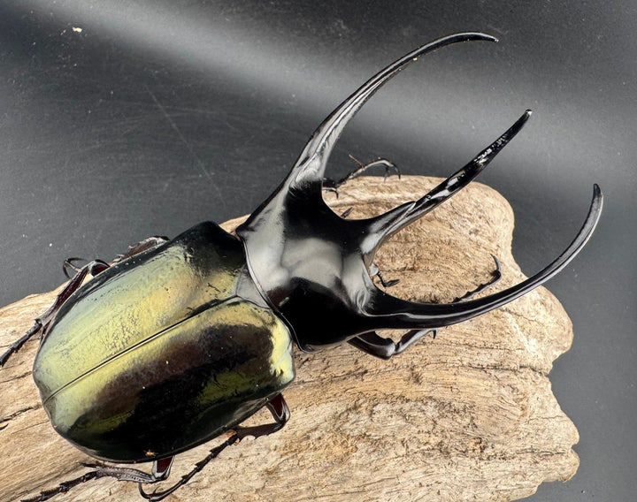 【WD】《ジャワコーカサスオオカブト 114mm A’品ペア》