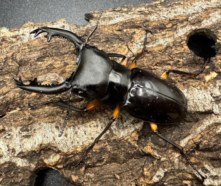 【WD】《インペリアリスツヤ亜種komorii 60mm ペア》