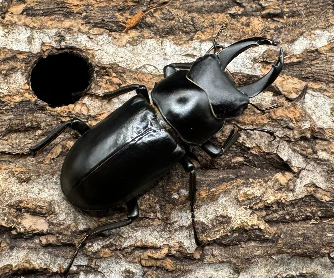 【WD】《ブラナウンコクワ 福貢県産 46mm ♂♀♀トリオ》