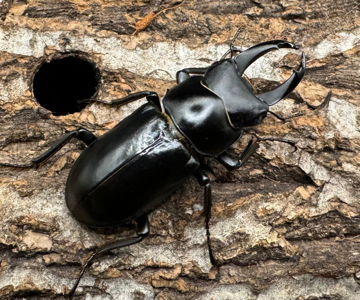 【WD】《ブラナウンコクワ 福貢県産 46mm ♂♀♀トリオ》