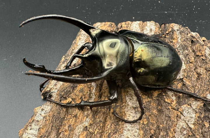 【WD】《ミンダナオアトラスオオカブト 88mm ペア》