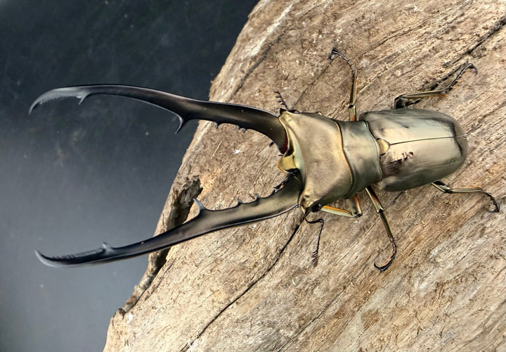 《メタリフェルホソアカ亜種イソガイ 73.5mm ペア》