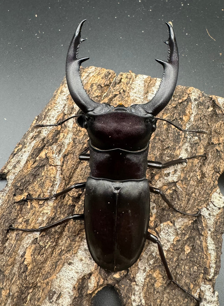 【WD】《マンディブラリスフタマタ 100.5mm ペア》