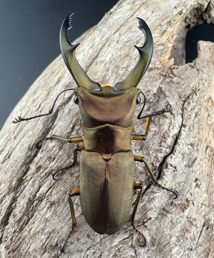 【WF1】《トゥルンカートスホソアカ 53.5mm ♂単》