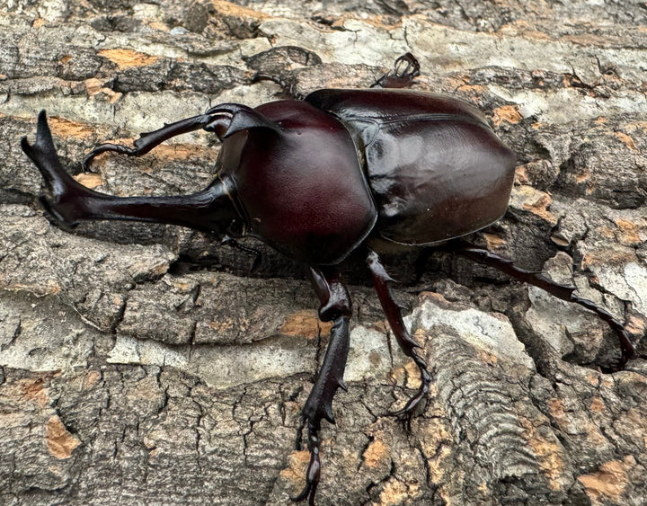 特別特価!!《ヤマトカブトムシ 八王子産 ペア》