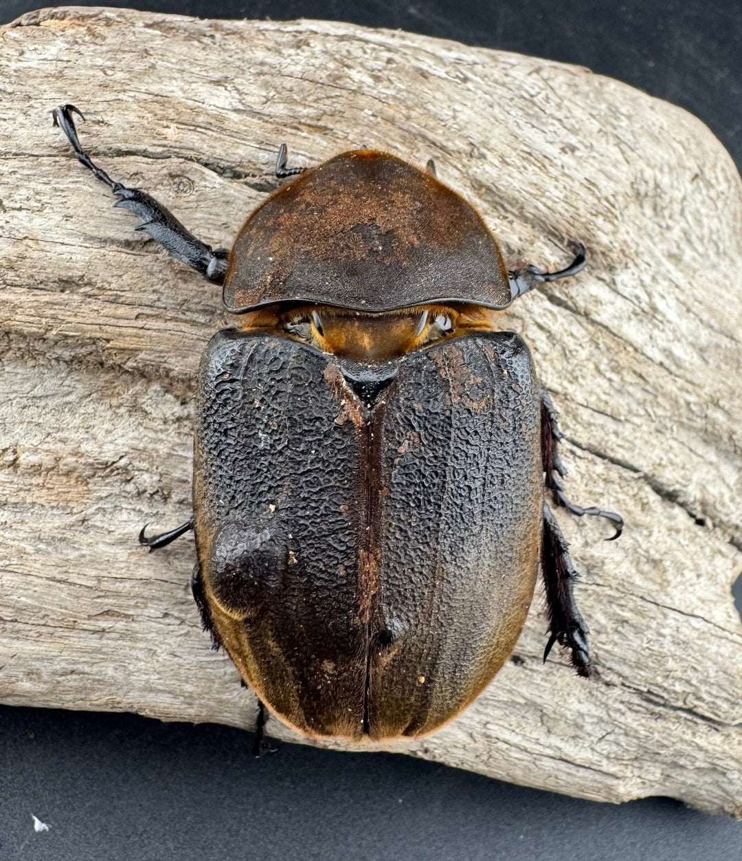 【WF11】《ヘラクレス・ブリュゼニ 117mm ♂♀♀トリオ（現トリニダーデンシス）》inohiro109氏ブリード個体