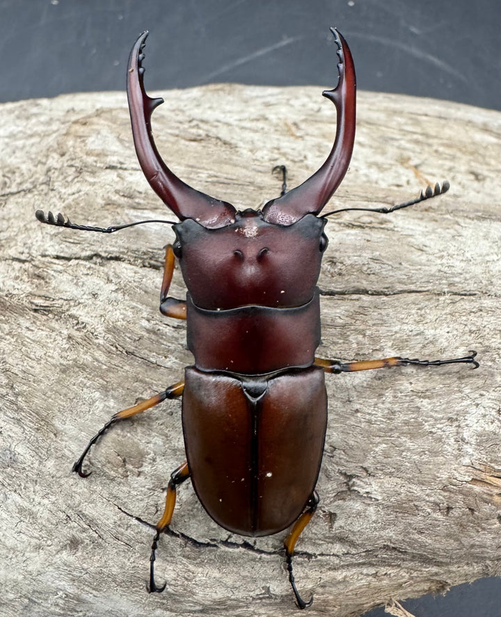 【WD】《アスタコイデスノコギリ ベンクール産 62mm ペア》