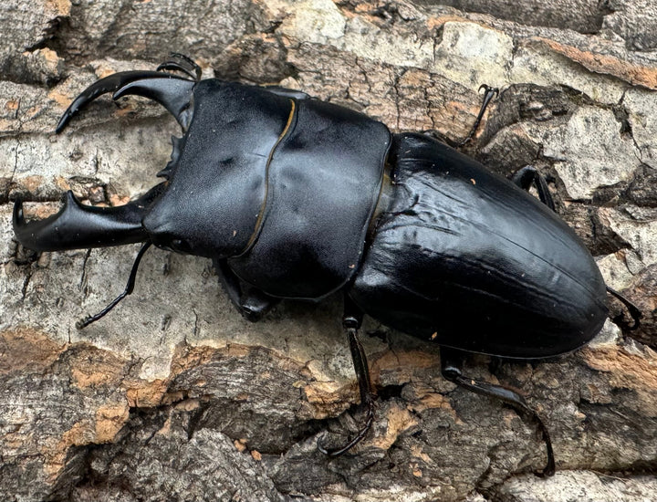 【WF3】《サキシマヒラタクワガタ 73mm ♂♀♀トリオ》