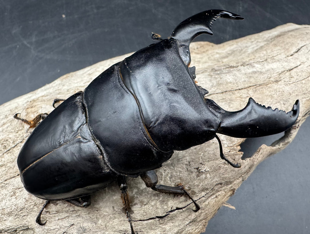 《スマトラオオヒラタ アチェ産 100mm ペア》inohiro109氏ブリード個体