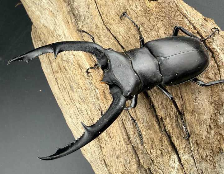 【WD】《マンディブラリスフタマタ 81.5mm ペア》