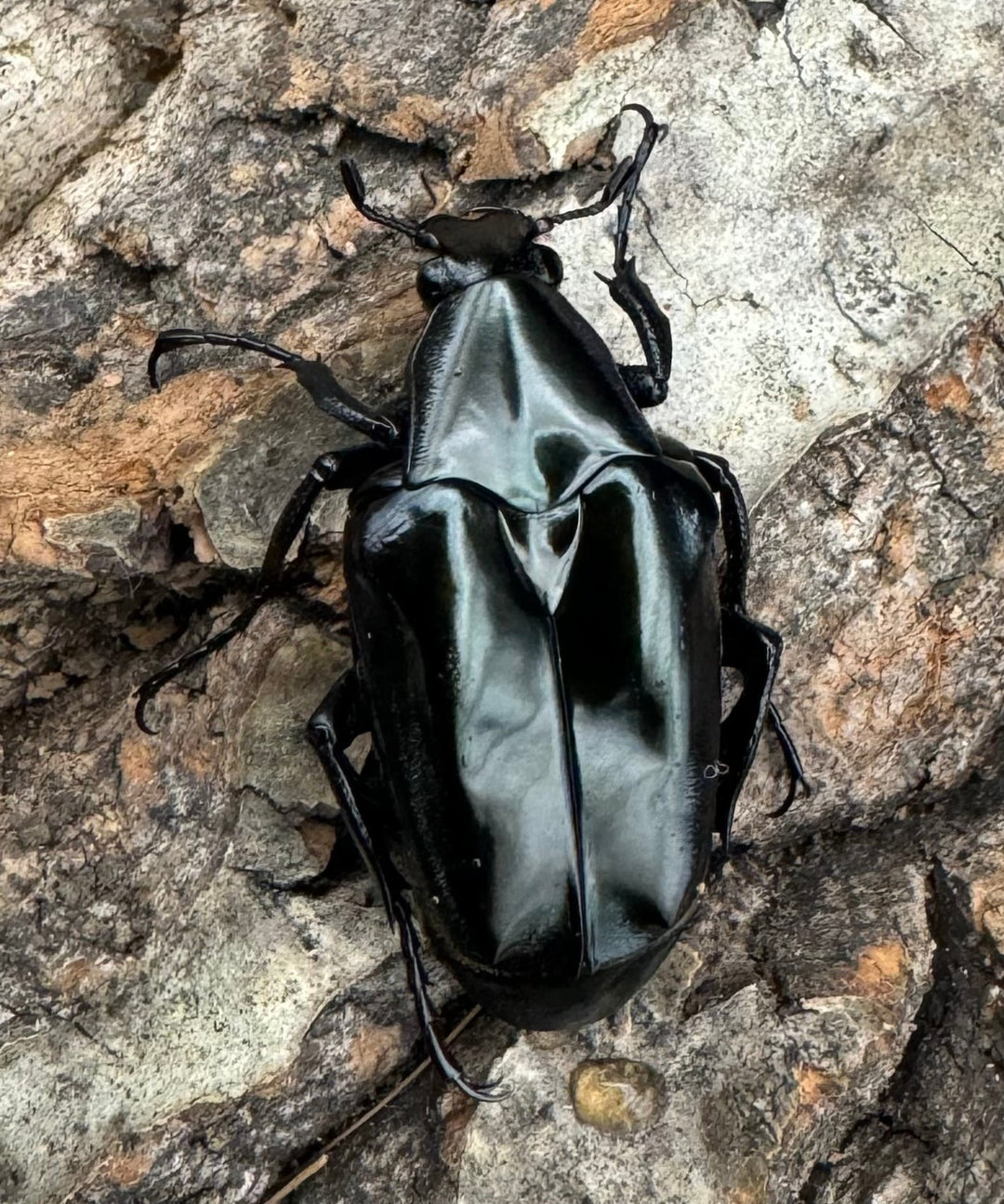 《クロツヤトゲアシハナムグリ A’品ペア》