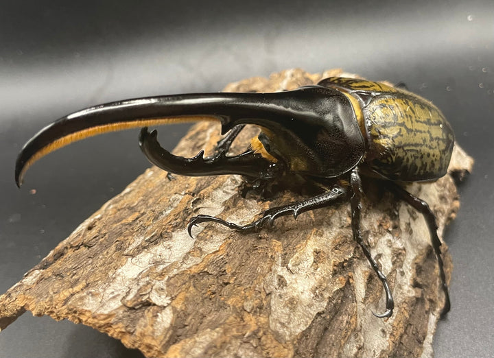 《ヘラクレス・ヘラクレス 128mm ペア》