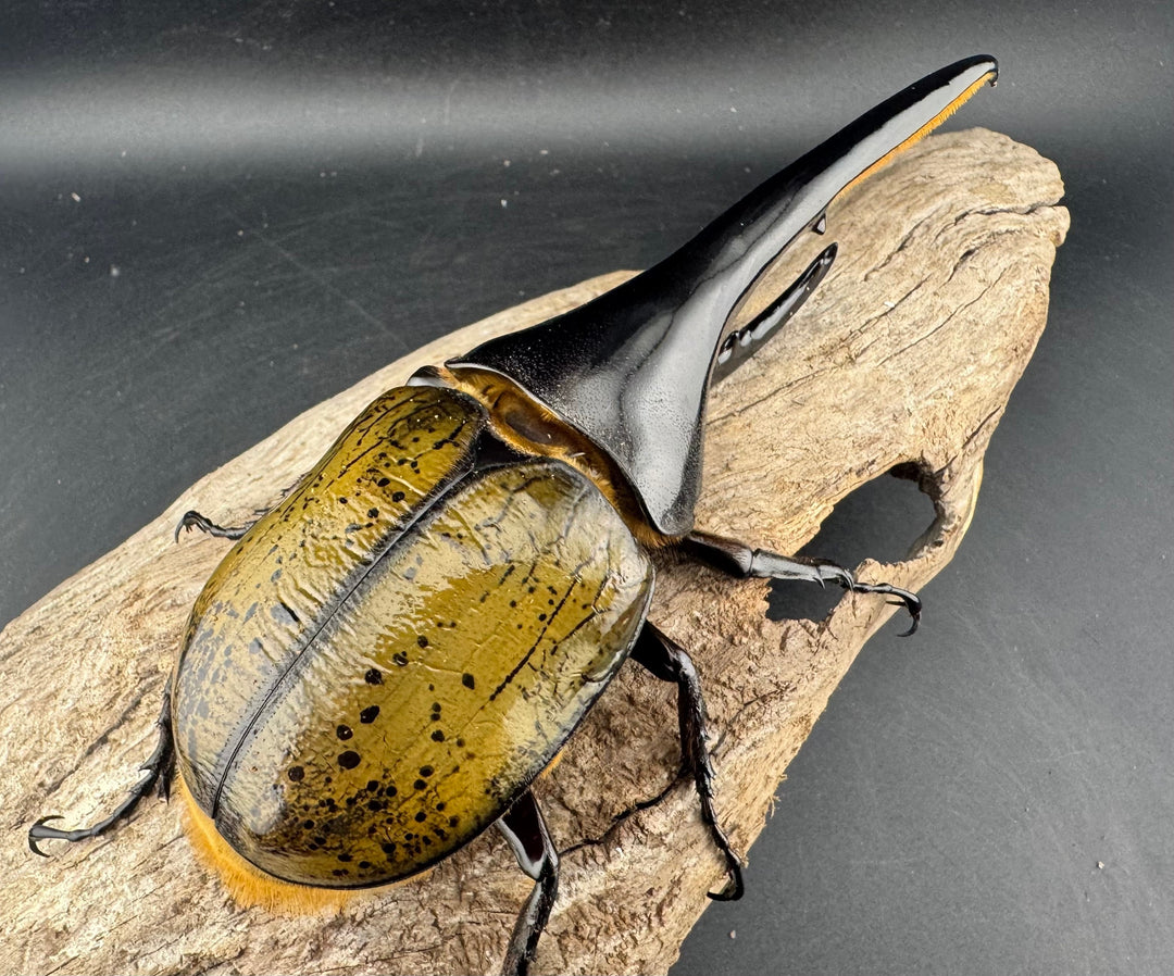 《ヘラクレス・ヘラクレス 147mm ペア》