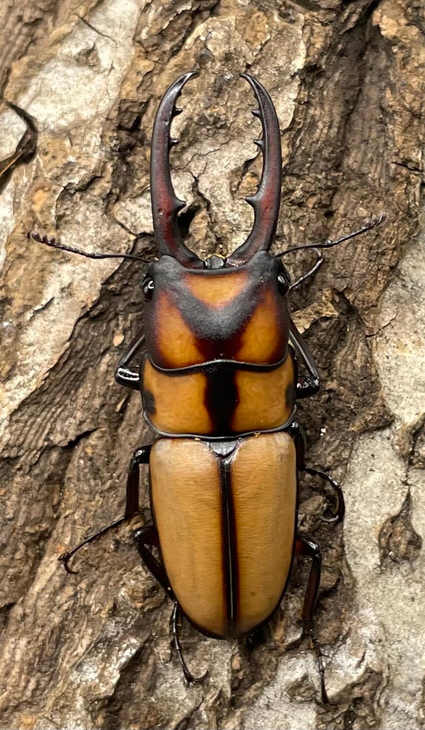 【WD】《スツラリスノコギリクワガタ 40mm ♂♀♀トリオ》