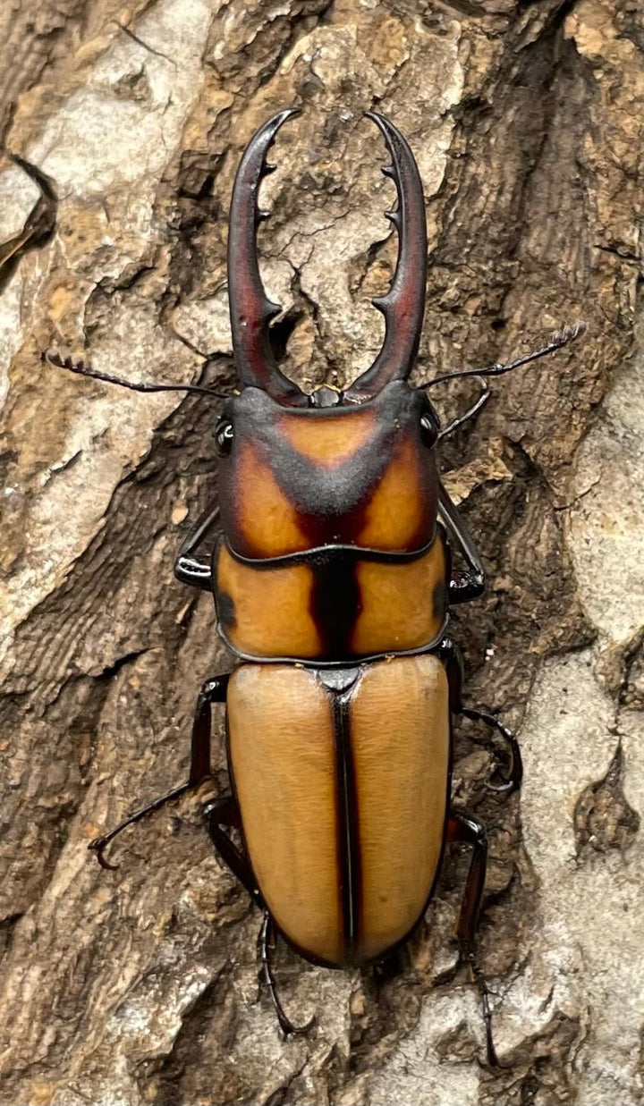 【WD】《スツラリスノコギリクワガタ 40mm ♂♀♀トリオ》