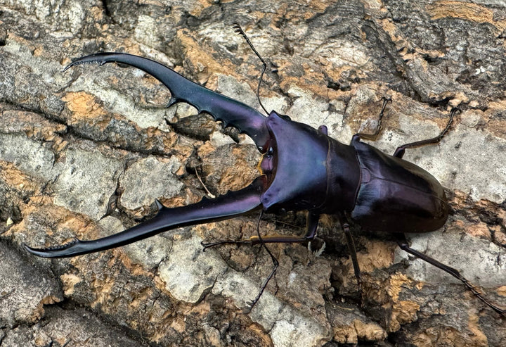 【美麗】《メタリフェルホソアカ 76mm ペア》わたくわ氏ブリード個体