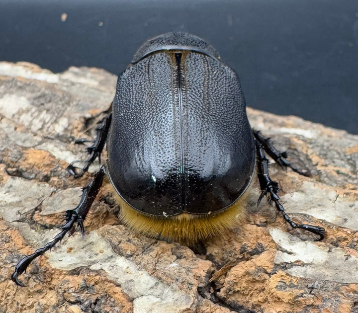 《ネプチューンオオカブト 117mm ペア》