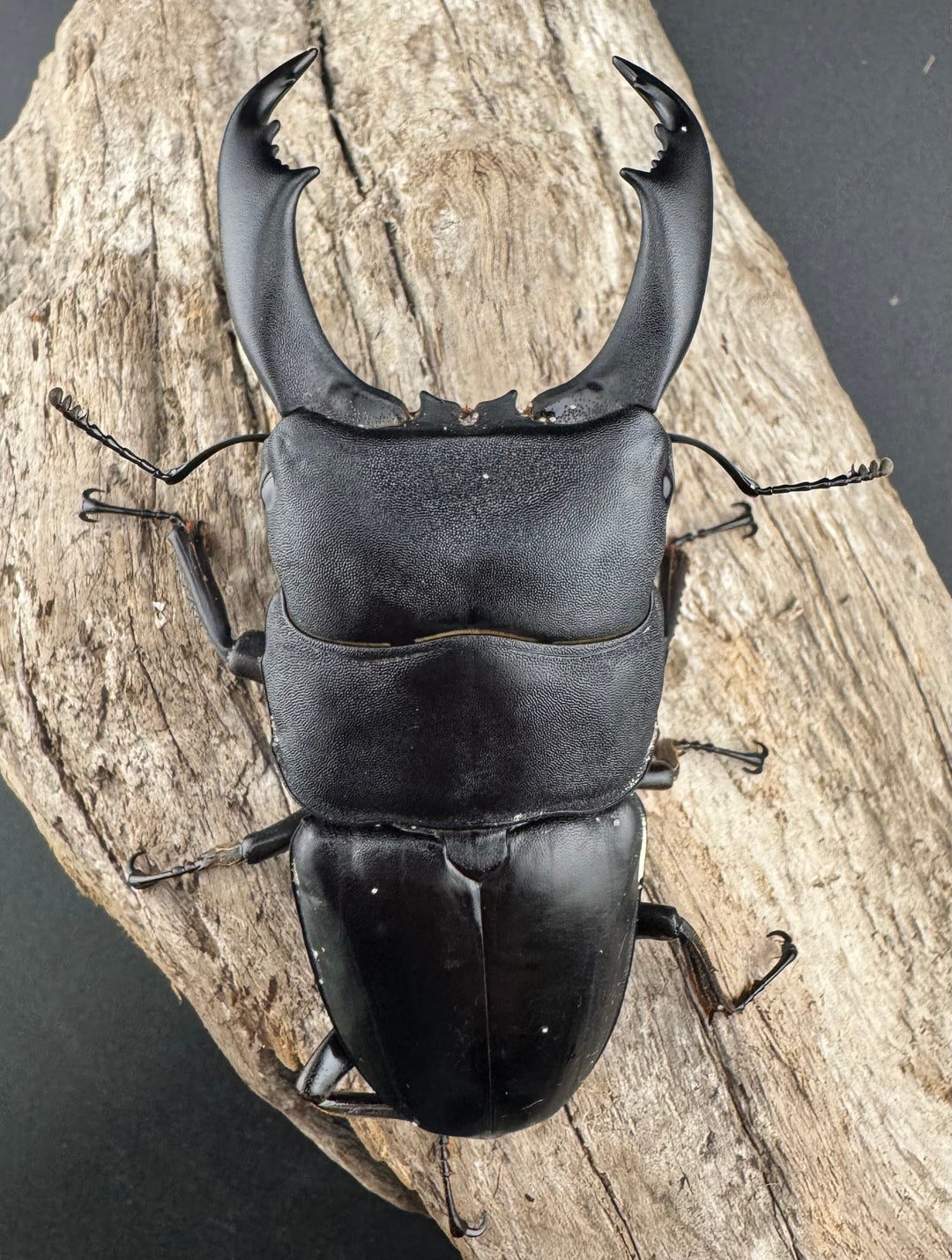 【WD】《ブルーダンヒラタクワガタ 90mm ペア》