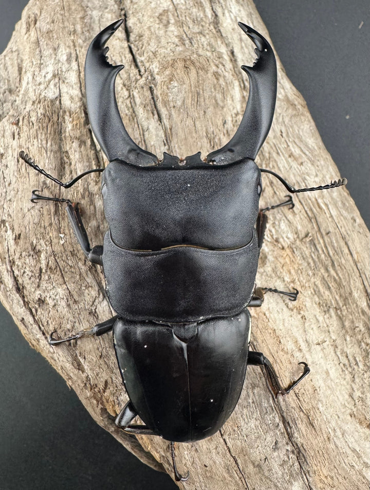 【WD】《ブルーダンヒラタクワガタ 90mm ペア》