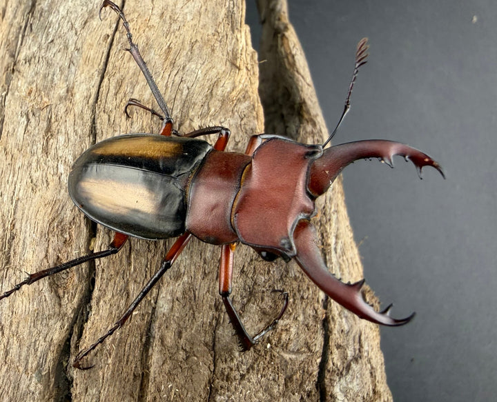 【WF2】《ラエトゥスミヤマクワガタ 41.5mm ペア》