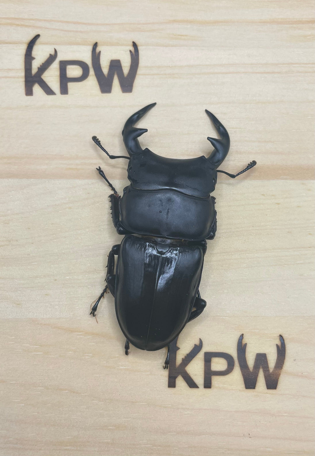 オリジナル破損防止プレート 小