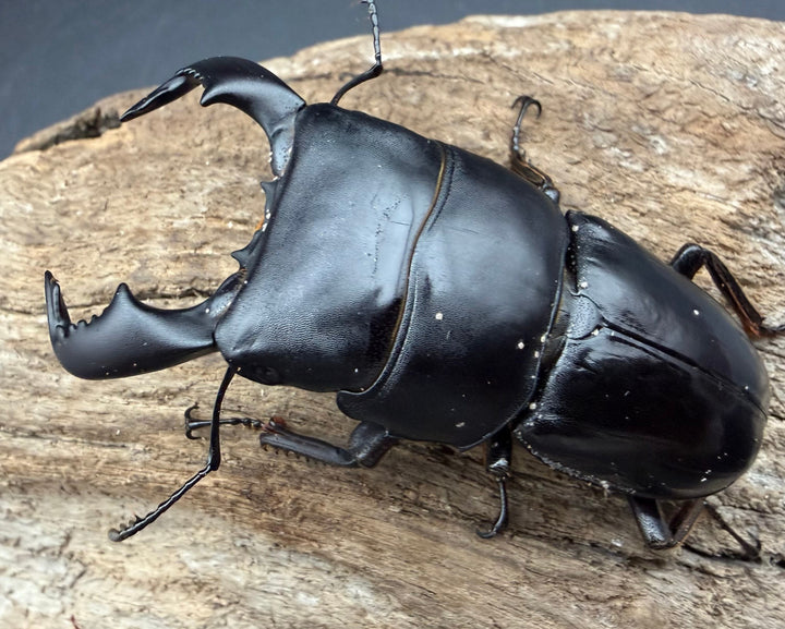 【WD】《ダイオウヒラタ アルゴプーロ産 70mm ペア》
