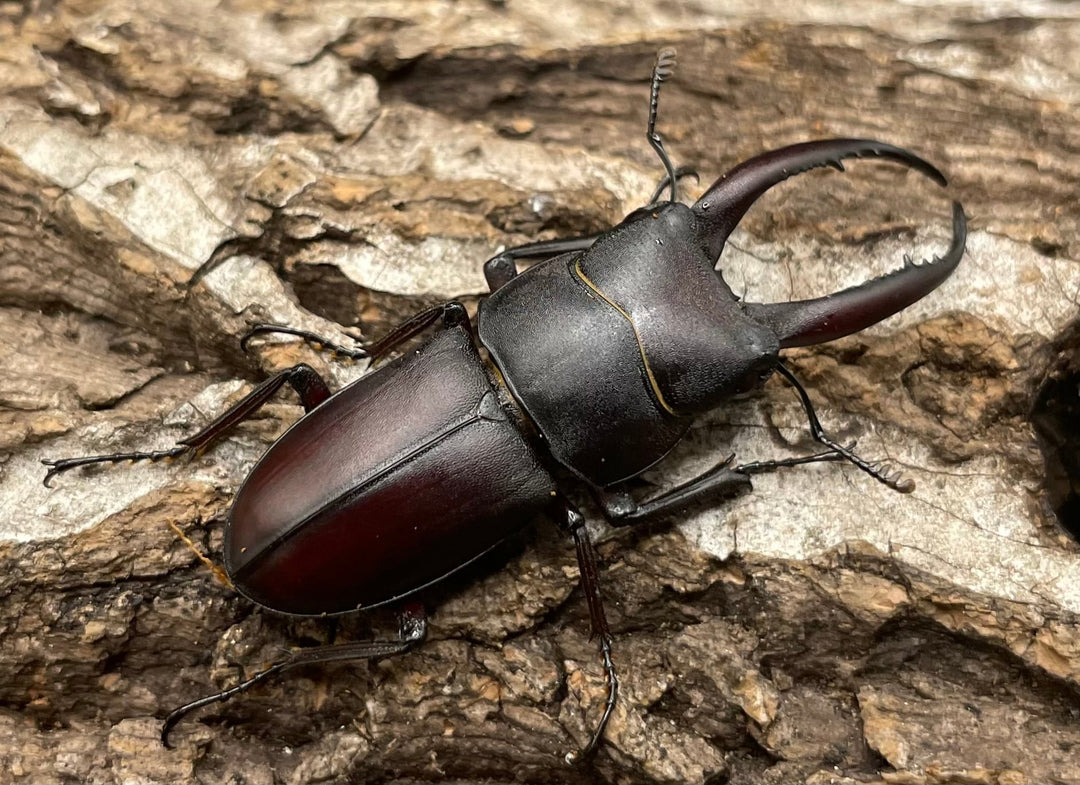 【WD】《グラキリスノコギリヒラタクワガタ 41mm ペア》