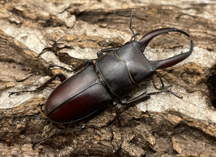 【WD】《グラキリスノコギリヒラタクワガタ 41mm ペア》