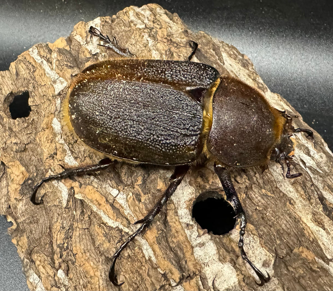 《ヘラクレス・ヘラクレス 153mm ペア》