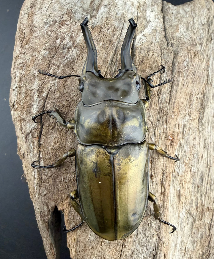 【F0】《ローゼンベルグオウゴンオニクワガタ 67.5mm ペア》