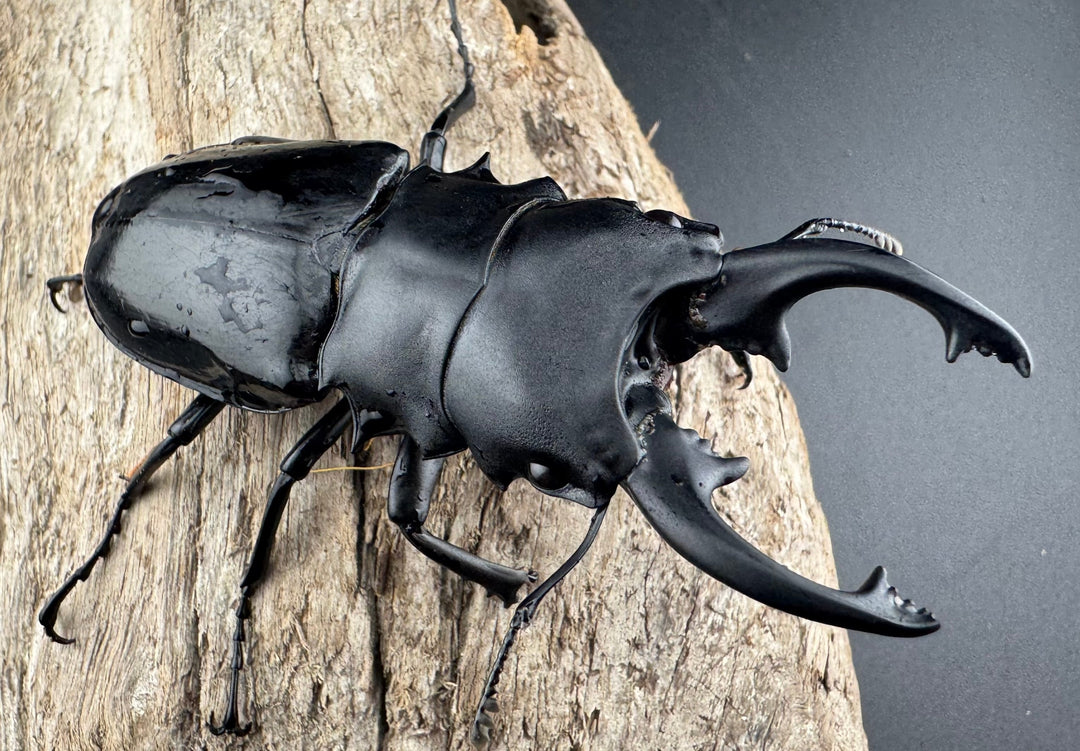 【WD】《インターメディアツヤクワガタ ロハス産 81mm ペア》