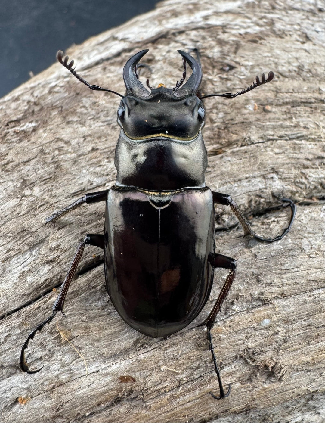 【WD】《プロメテウスミヤマクワガタ 32mm A’品ペア》