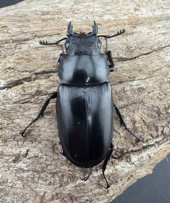 【WD】《 ギラファノコギリ亜種ケイスケ 96.5mm A’品ペア》