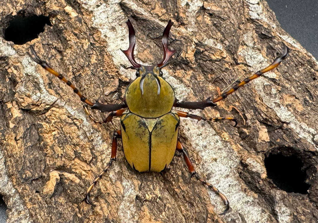 【WD】ワリックツノハナムグリ亜種bowringi ペア